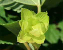 Attēlu rezultāti vaicājumam “Humulus lupulus bud”