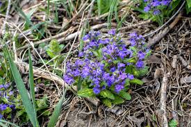 Attēlu rezultāti vaicājumam “Ajuga genevensis flower”