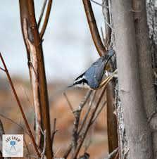 Attēlu rezultāti vaicājumam “Sitta europaea nest”