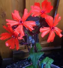 Attēlu rezultāti vaicājumam “Silene x arkwrightii Vesuvius flower”