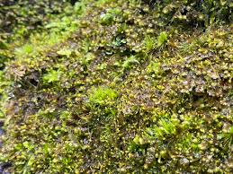 Attēlu rezultāti vaicājumam “Jamesoniella autumnalis sporophyte”