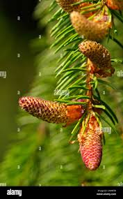 Attēlu rezultāti vaicājumam “Picea abies male flower”
