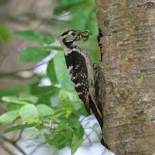 Attēlu rezultāti vaicājumam “Dendrocopos minor”