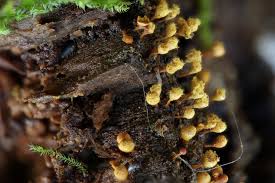 Attēlu rezultāti vaicājumam “Trichia erecta spores”