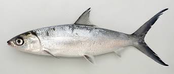 Image result for Chanos chanos