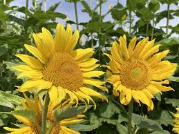 Image result for Sonnenblume
