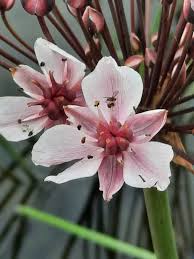 Attēlu rezultāti vaicājumam “Butomus umbellatus fruit”