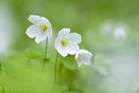 Attēlu rezultāti vaicājumam “Oxalis acetosella”