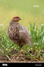 Attēlu rezultāti vaicājumam “Perdix perdix adult”