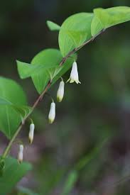 Attēlu rezultāti vaicājumam “Polygonatum odoratum fruit”
