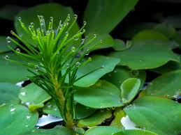 Attēlu rezultāti vaicājumam “Ceratophyllum submersum leaf”