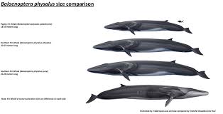 Image result for Balaenoptera physalus
