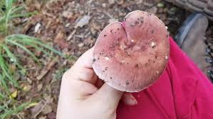 Attēlu rezultāti vaicājumam “Russula vesca”
