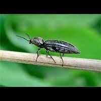 Attēlu rezultāti vaicājumam “Cidnopus aeruginosus”