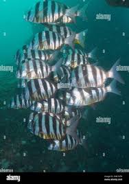 Image result for Diplodus cervinus