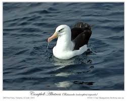 Image result for Thalassarche melanophris