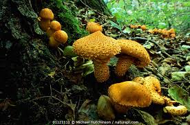 Attēlu rezultāti vaicājumam “Pholiota squarrosa”