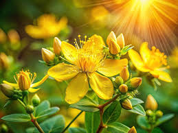 Attēlu rezultāti vaicājumam “Hypericum perforatum bud”