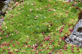Attēlu rezultāti vaicājumam “Jovibarba globifera”