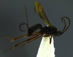 Attēlu rezultāti vaicājumam “Agonopterix hypericella”