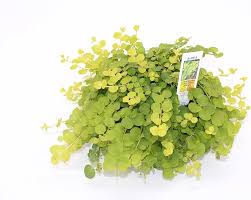 Attēlu rezultāti vaicājumam “Lysimachia nummularia leaf”