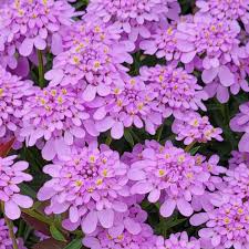 Image result for Iberis umbellata