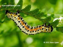 Attēlu rezultāti vaicājumam “Abraxas grossulariata larva”