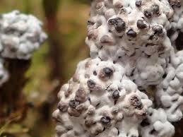 Attēlu rezultāti vaicājumam “Fuligo gyrosa macro”