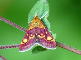 Attēlu rezultāti vaicājumam “Pyrausta aurata”