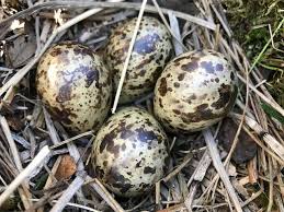 Attēlu rezultāti vaicājumam “Gallinago gallinago nest”