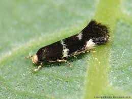 Attēlu rezultāti vaicājumam “Elachistidae”