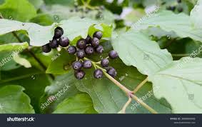 Attēlu rezultāti vaicājumam “Cornus sanguinea fruit”