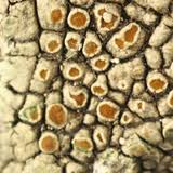 Attēlu rezultāti vaicājumam “Caloplaca scopularis”