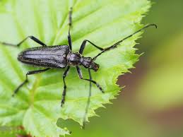 Attēlu rezultāti vaicājumam “Oxymirus cursor”