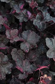 Image result for Heuchera `Midnight Rose`