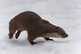 Attēlu rezultāti vaicājumam “Lutra lutra”