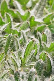Attēlu rezultāti vaicājumam “Cirsium acaule leaf”