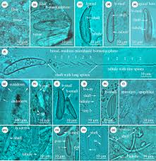 Attēlu rezultāti vaicājumam “Enteridium variabile”