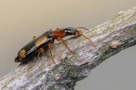 Attēlu rezultāti vaicājumam “Dromius quadrimaculatus”