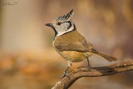 Attēlu rezultāti vaicājumam “Lophophanes cristatus”
