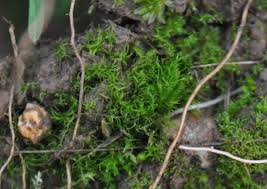 Attēlu rezultāti vaicājumam “Dicranella staphylina cells”