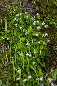 Attēlu rezultāti vaicājumam “Oxalis acetosella flower”