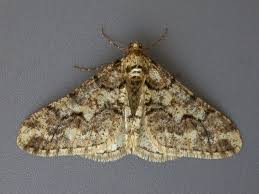 Attēlu rezultāti vaicājumam “Agriopis leucophaearia”