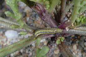 Attēlu rezultāti vaicājumam “Pontia edusa underside”