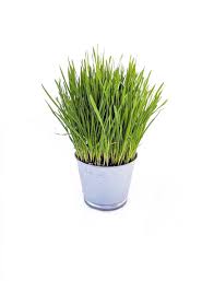 Attēlu rezultāti vaicājumam “Triticum aestivum”