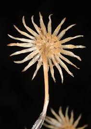 Attēlu rezultāti vaicājumam “Senecio vernalis bud”