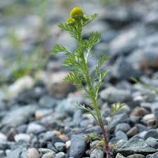 Attēlu rezultāti vaicājumam “Matricaria discoidea flower”