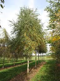 Attēlu rezultāti vaicājumam “Betula pubescens”