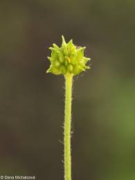 Attēlu rezultāti vaicājumam “Ranunculus cassubicus bud”