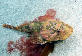 Image result for Myoxocephalus scorpius